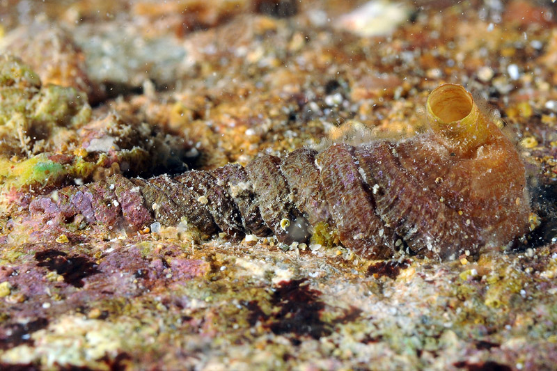 Petaloconchus glomeratus?